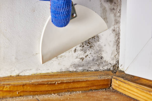 Best Environmental Consulting for Mold Prevention  in Aumsville, OR